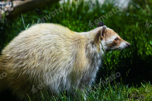 Preview: Brown raccoon standing in a lush green grassy field in a bright sunny day