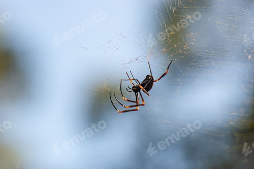 Preview: Close up of Spider on a Web.Golden Orb Weaver Spider.