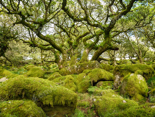 Preview: Wistman's Wood on Dartmoor