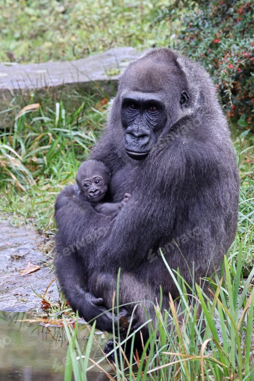 Preview: Western Lowland Gorilla with baby