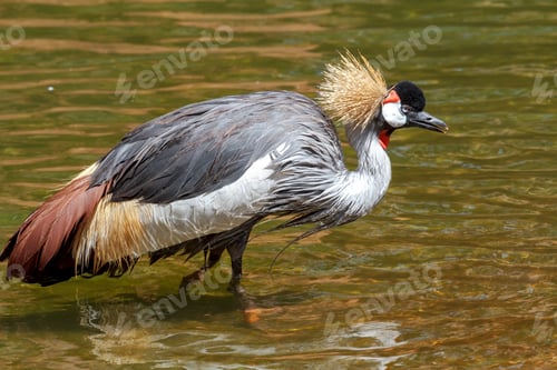 Preview: Beautiful grey crowned Common crane (Grus Grus)