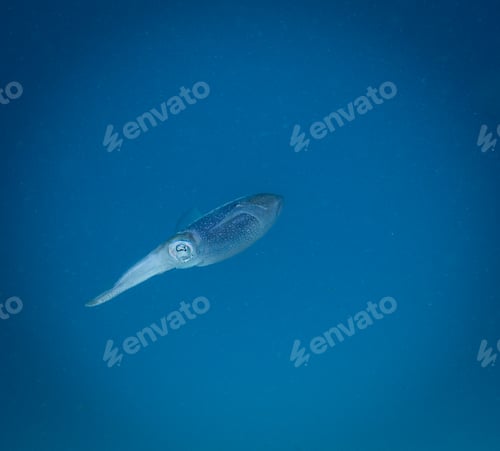 Preview: close of a squid in the coral in en ocean