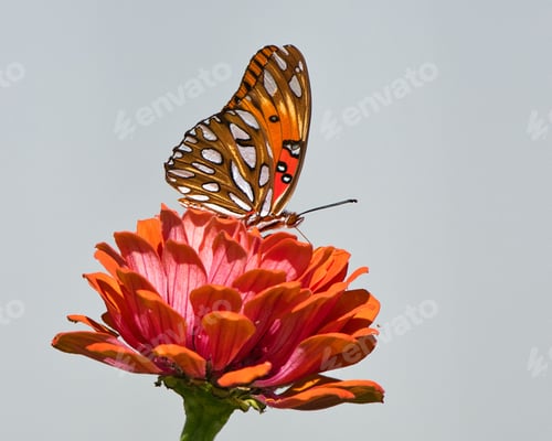 Preview: Butterfly on an orange flower