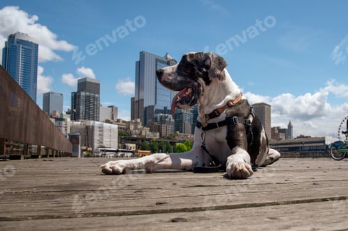 Vista previa: Happy dog laying down taking a breaking panting on a hot summer city day