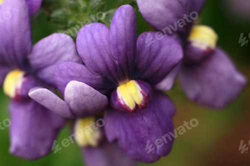 Preview: Flower Closeup - Butchart Gardens, Victoria, BC, Canada