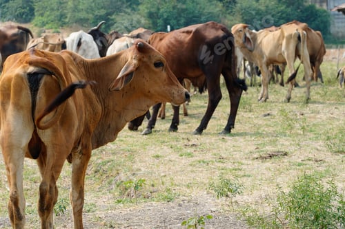Preview: Cow in the green grass