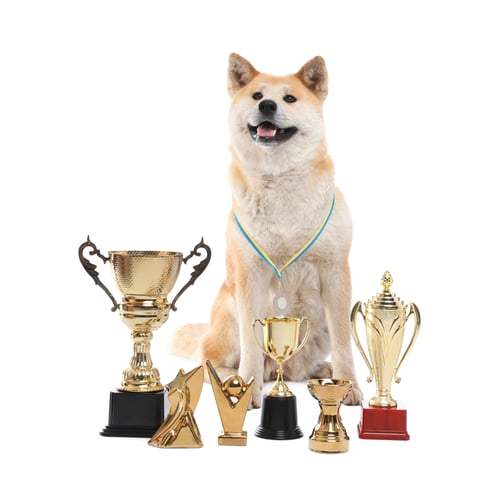 Preview: Adorable Akita Inu dog with champion trophies on white background