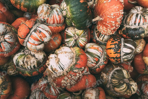 Preview: Mountains of pumpkins at an autumn farmer's market