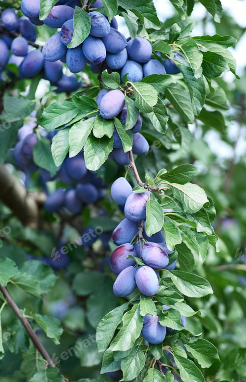 Preview: Plums fruit on the tree