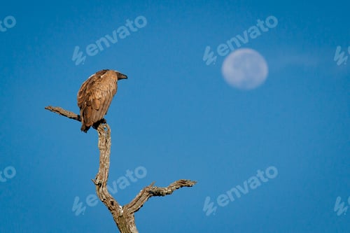 Preview: A white-backed vulture, Gyps africanus, perches on a dead branch, looking away, blue sky background