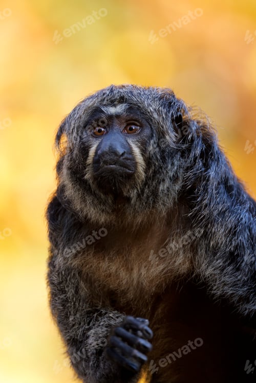 Preview: Close up shot of female white-faced saki (Pithecia)