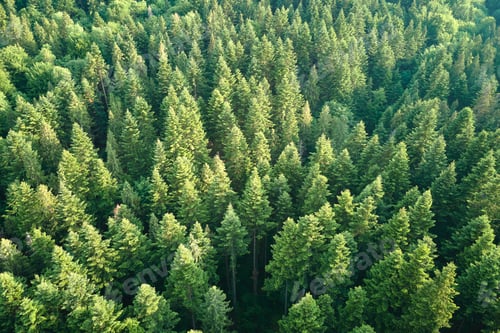 Preview: Aerial view of green pine forest with dark spruce trees. Nothern woodland scenery from above
