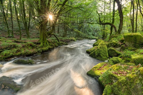 Preview: Magical Forest