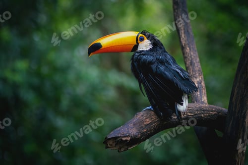 Preview: Soaked Wet Toco Toucan (Ramphastos toco)