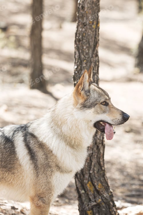 Preview: Cute adorable Czechoslovakian Wolfdog dog enjoying the weather in the park