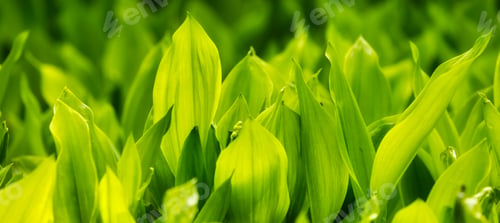 Preview: Close up View of Colorful Green Leafs in garden. Deer Lake Park