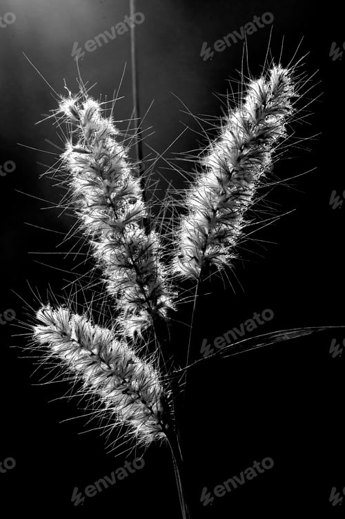 Preview: Wild flower in meadow, grass flower Nature background.