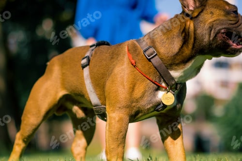 Preview: a girl on a walk with a French bulldog in the park plays with a cute little dog on a leash