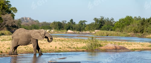Preview: African elephant, Loxodonta africana, drinking water at a waterhole.