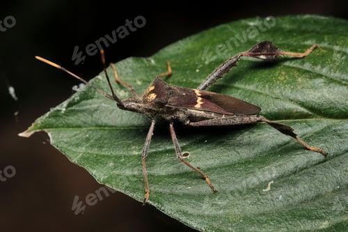 Preview: Close-up of a small insect perched on a green leaf