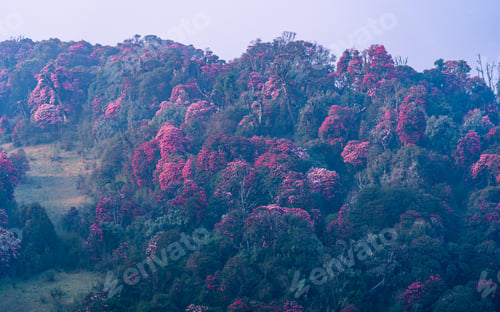 Preview: blossom rhododendron flower in Tinjure hill
