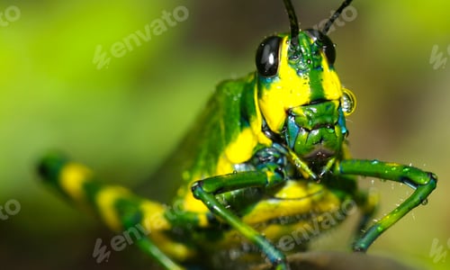 Preview: Tropical Grasshopper, Amazonia