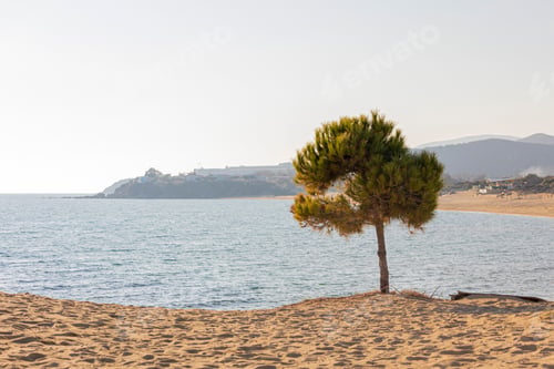 Preview: Solitary tree on a sandy beach and a sparkling blue ocean in the background.