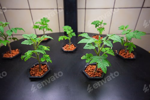 Preview: Growing tomatoes indoors. Aeroponic plant for growing plants. Tomatoes indoors. hydroponic. eco