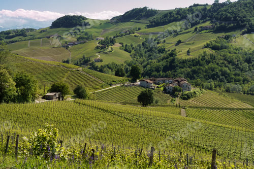 Preview: Vineyards of Langhe, Piedmont, Italy near Alba at May