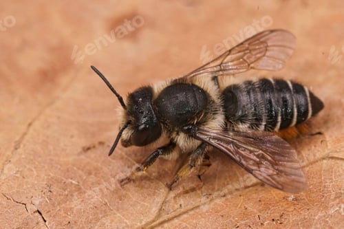 Preview: Detailed closeup on a fresh emerged female Willowherb leafcutter bee, Megachile lapponica