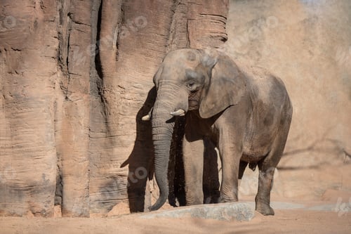 Preview: elephants in Valencia Biopark Spain