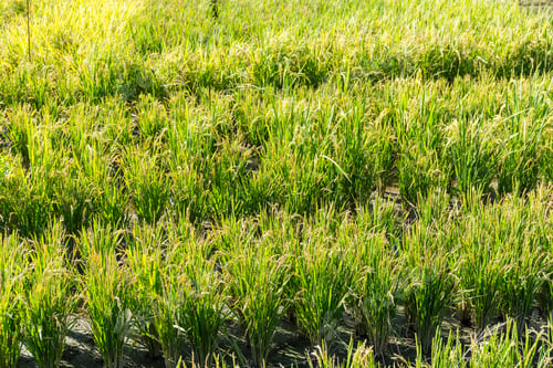 Preview: Paddy Rice field