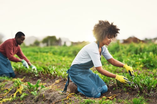 Preview: Work the fields and reap the rewards