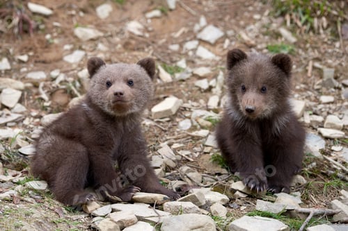 Preview: Wild brown bear cub closeup