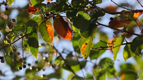 Preview: Fall Colors On Crepe Myrtle Tree - Photograph Of A Late Afternoon Sun Shining Through Colorful Fall