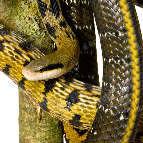 Preview: Rat snake