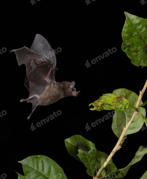 Preview: Bat in the Rainforest of Costa Rica