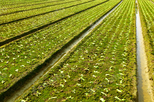 Preview: farm field
