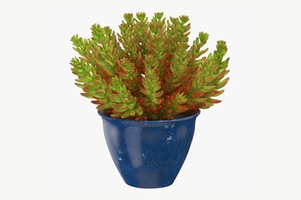 Preview: Sedum Plant in Blue Pot