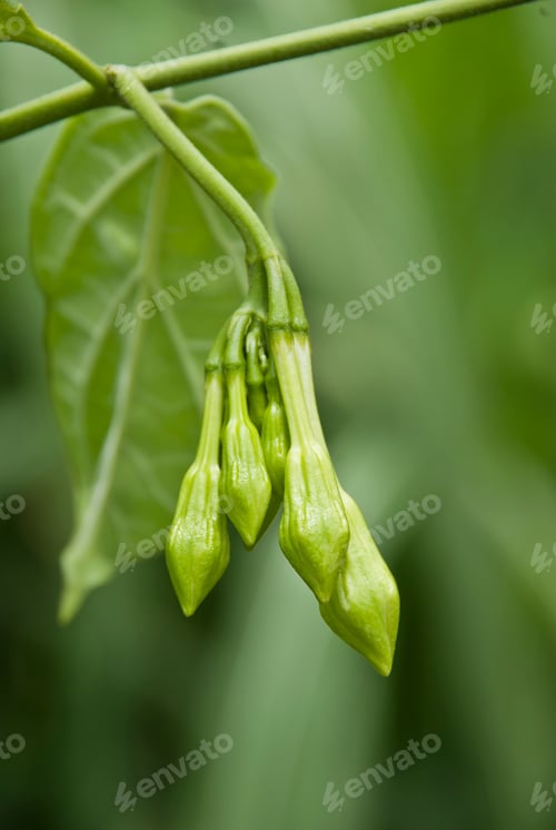 Preview: Organic food flower of Loroco. Guatemala. Fernaldia pandurata.