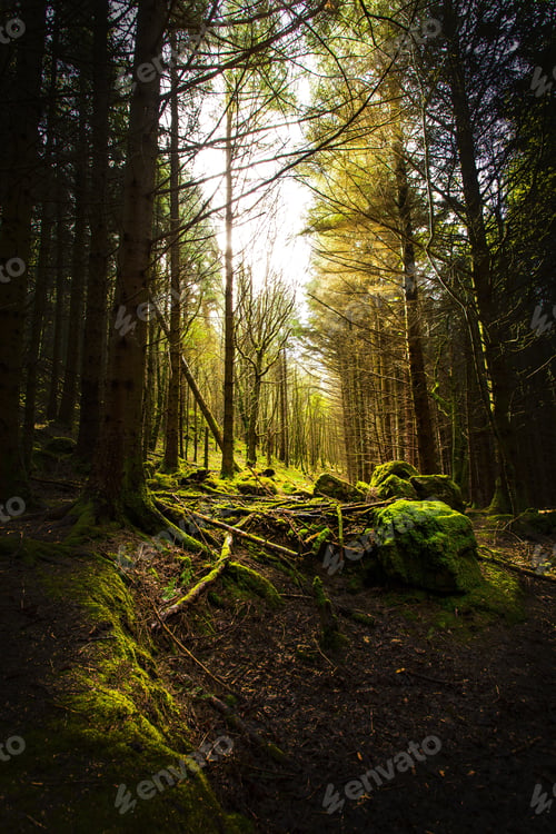 Preview: Vertical shot of a forest at daytime