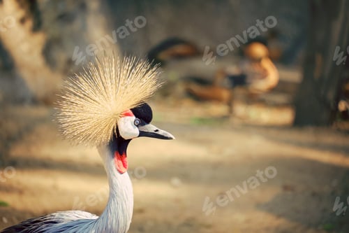 Vorschau: Grauer gekrönter Kran