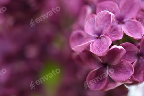 Preview: Beautiful blossoming lilac flowers on blurred background, closeup. Space for text