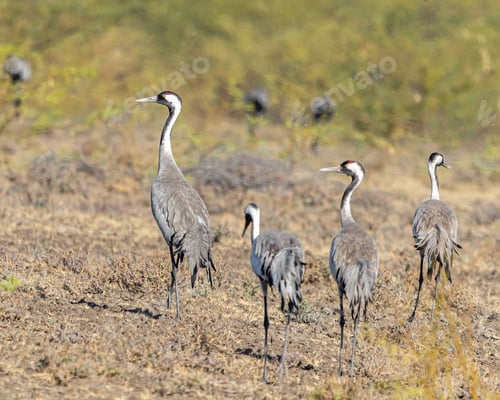 Preview: Common cranes in their natural habitat