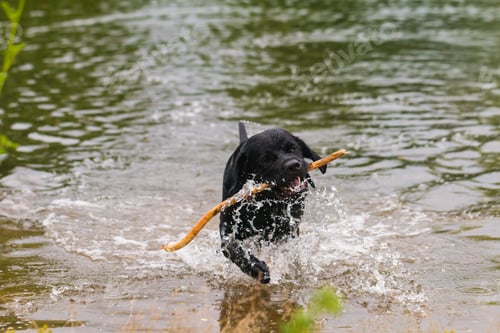 Preview: big black dog labrador
