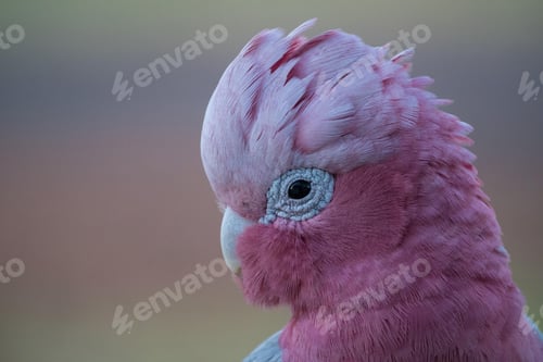 Preview: bird, cockatoo galah, parrot, pet