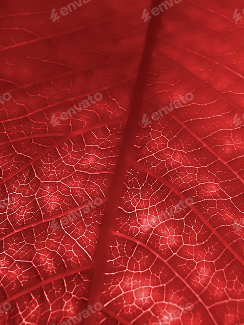 Preview: red leaf texture
