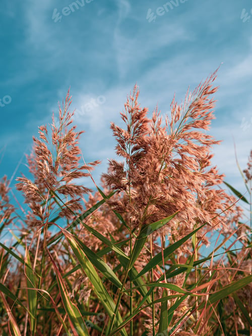 Preview: Fluffy golden reeds on turquoise blue sky background. Trendy natural red pampas grass background