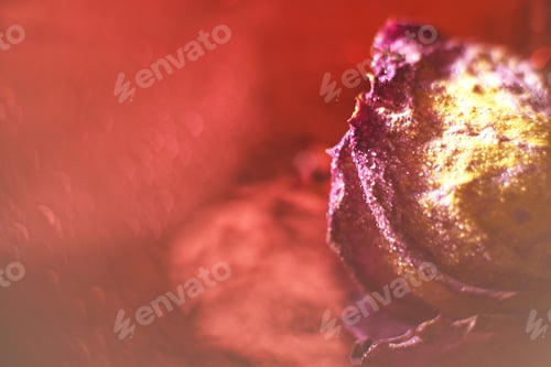Preview: red dried rose with drops of water on a red background. card with flower and bokeh