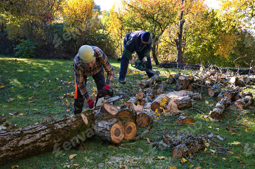 Preview: Arborist man cutting a branches with chainsaw
